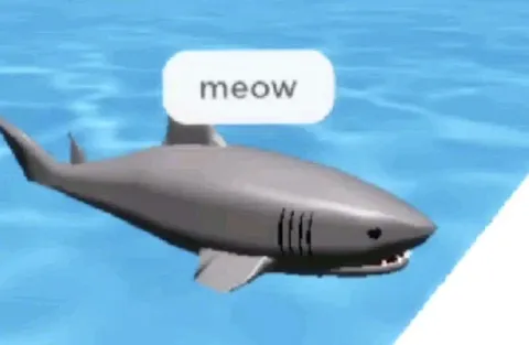 Shark Says Meow
