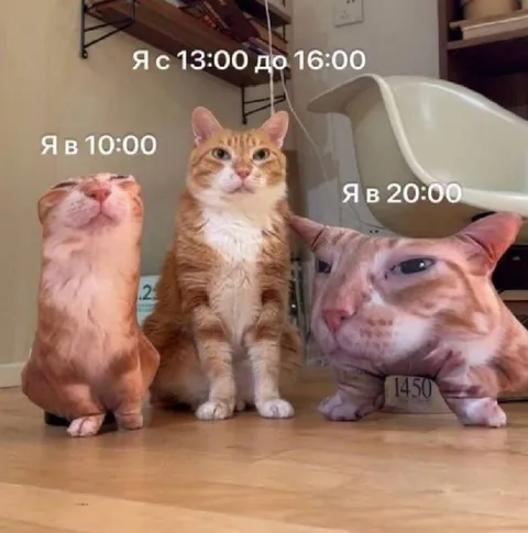 Коты в разное время дня