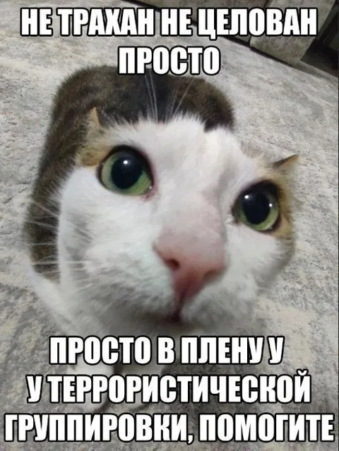 Кот в плену у террористов