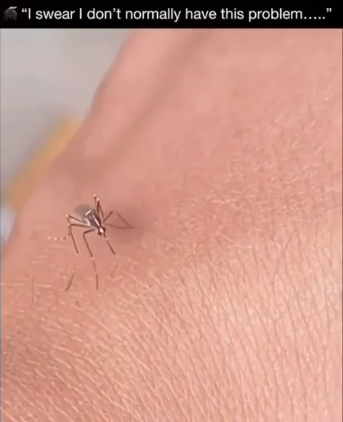 Mosquito Has a Spider Problem