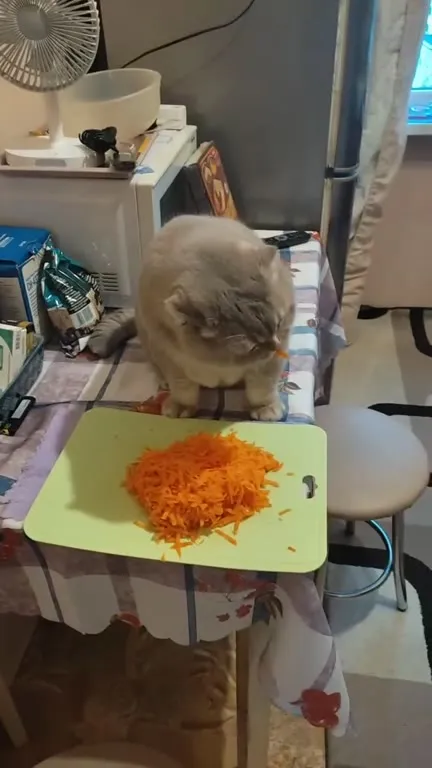 Кот перед горой моркови