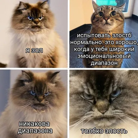 Кот с широким эмоциональным диапазоном