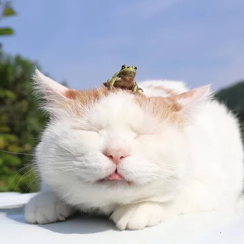 Лягушка верхом на коте