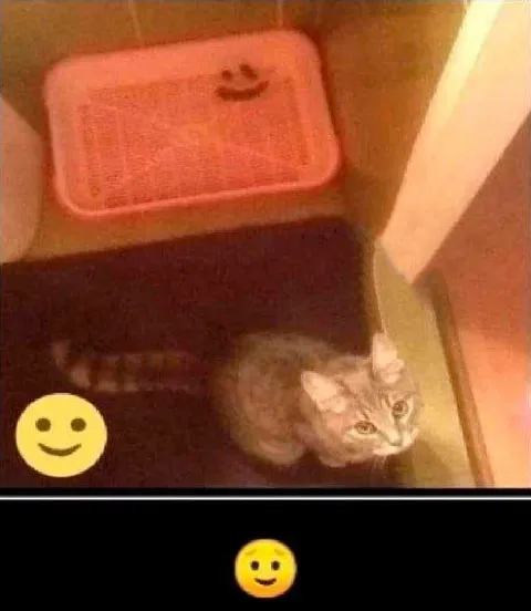 Кот прячется в туалете