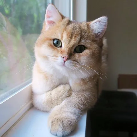 Кот задумчиво сидит на окне