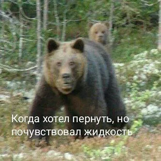 Медведь почувствовал жидкость