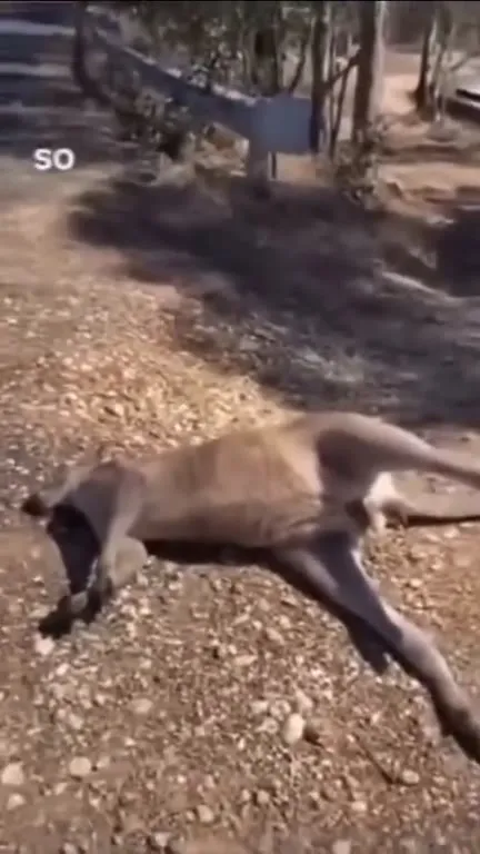 Kangaroo Roadside Crossing Guard