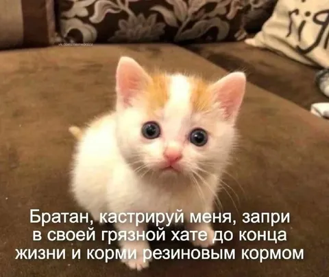 Котёнок просит кастрацию