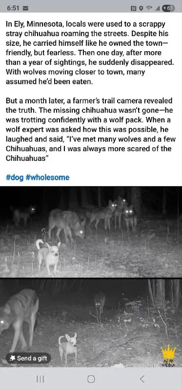 Chihuahua Leads Wolf Pack