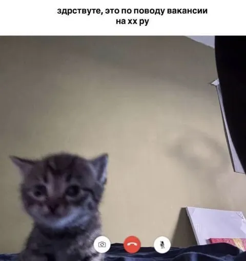 Кот звонит по поводу вакансии