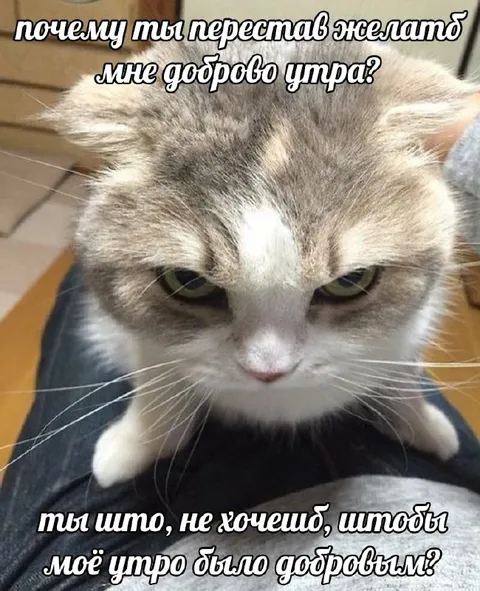 Кот требует доброе утро