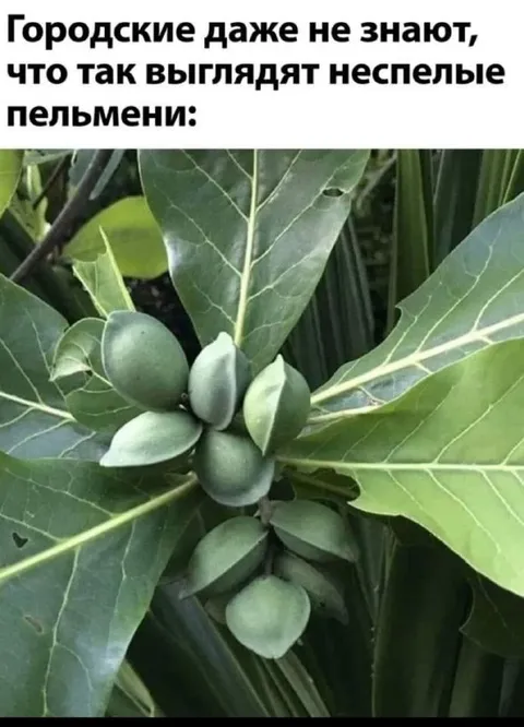Городские не знают про пельмени