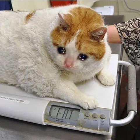 Fat Cat on the Scale