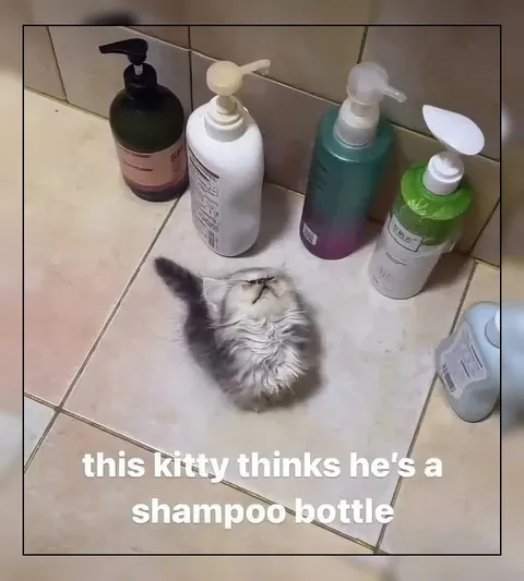 Kitty Thinks He’s a Shampoo Bottle