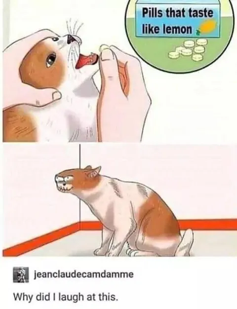 Guinea Pig Laughs at Lemon Pills