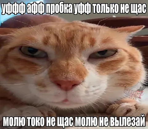 Рыжий кот застрял в пробке