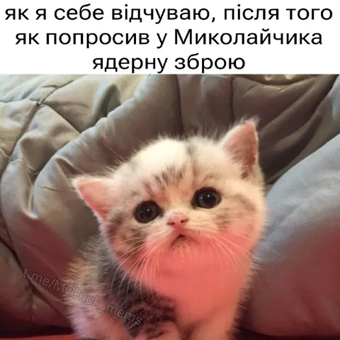 Котик після прохання про ядерну зброю