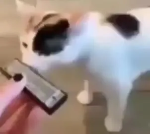 Кот нюхает странный предмет