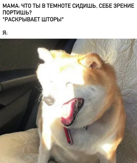 Собака в ярком солнечном свете