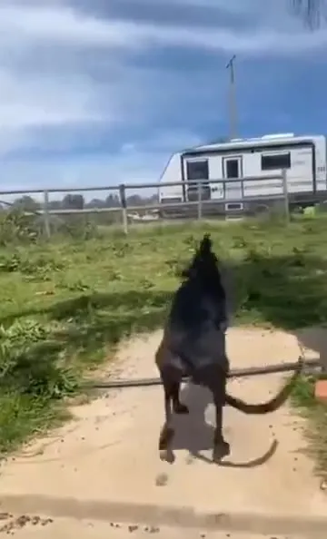Собака на слишком длинных ногах