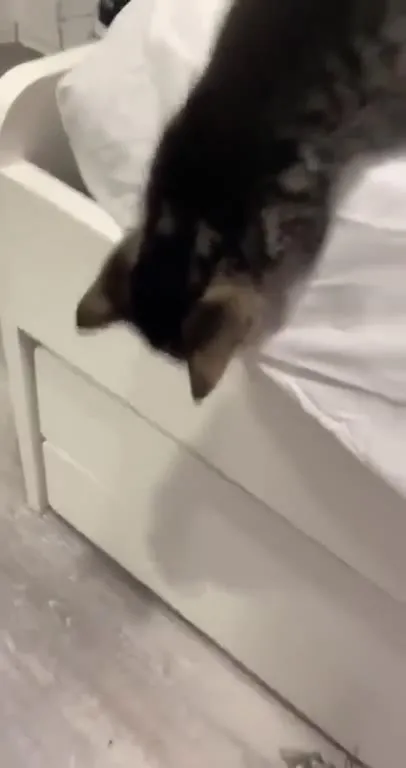 Котик громко мяукает