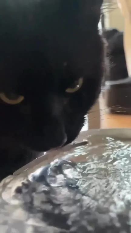 Чёрный кот пьёт воду под рэп