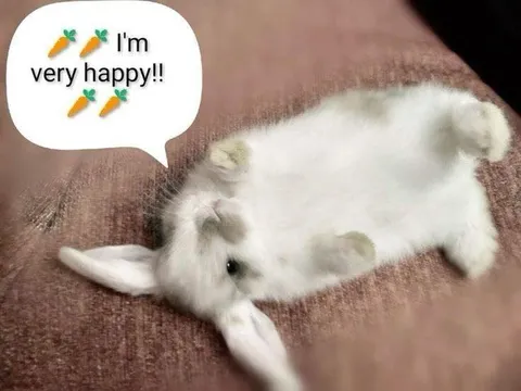 Very Happy Bunny