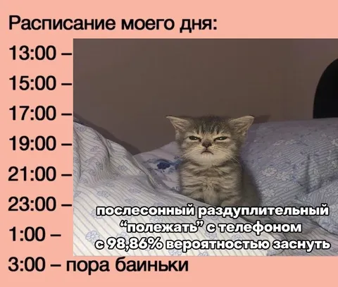 Расписание дня с котёнком