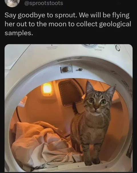 Кот летит на Луну