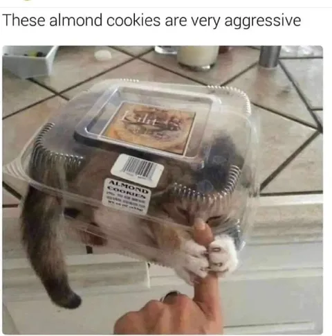 Aggressive Almond Cookies