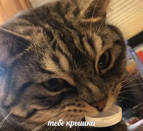 Кот нюхает крышку