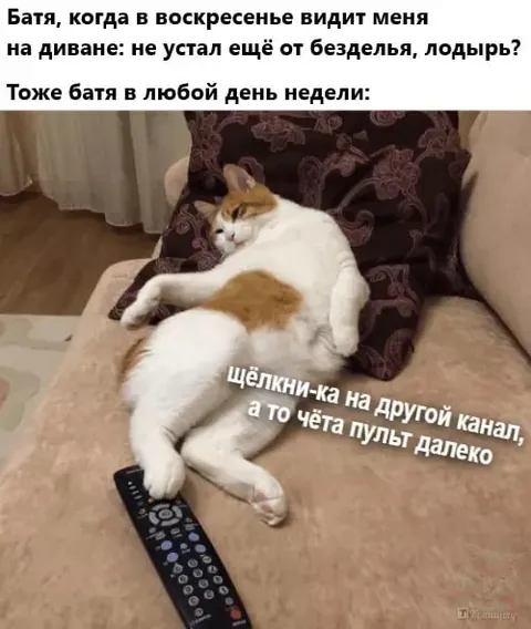 Батя и ленивый кот