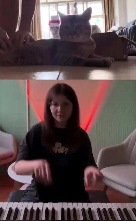 Кот играет на пианино