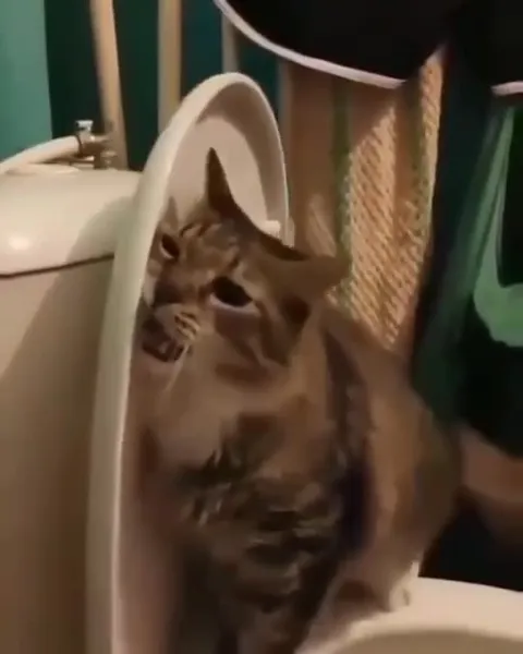 Кот исчезает возле туалета