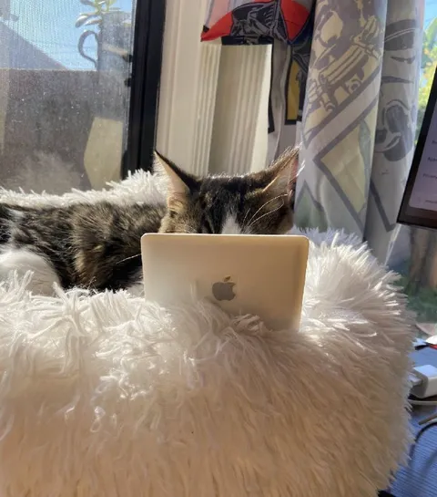 Кот работает из дома