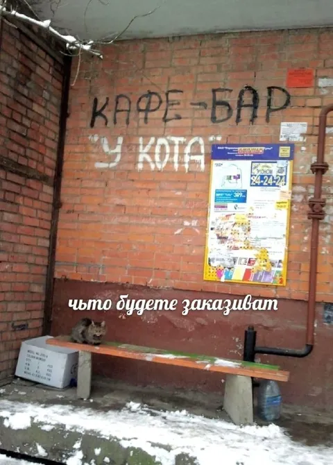 Кафе-бар у кота