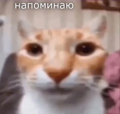 Кот напоминает