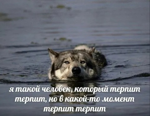 Терплю до последнего