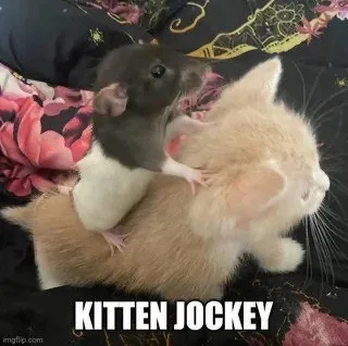 Kitten Jockey Rat