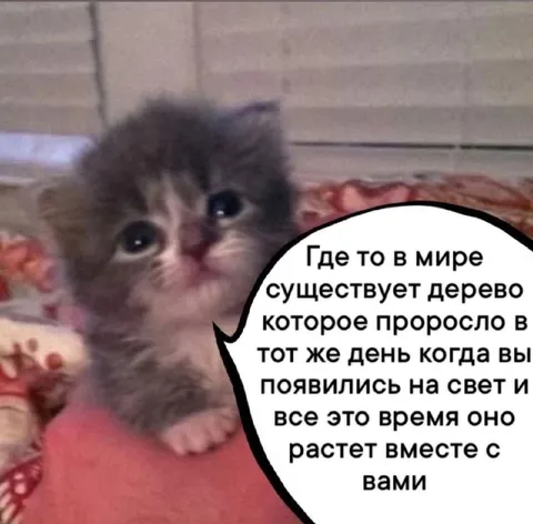 Дерево растёт вместе с вами