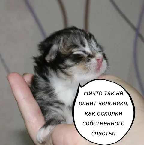 Осколки собственного счастья