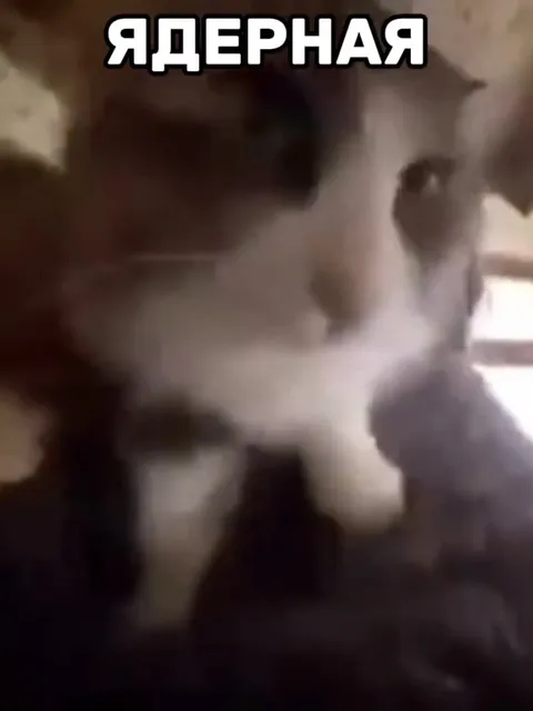 Ядерная война и коты