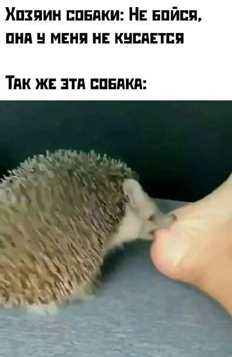 Собака, которая не кусается