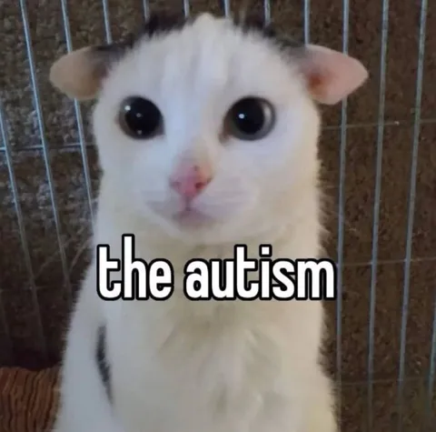 The Autism Cat