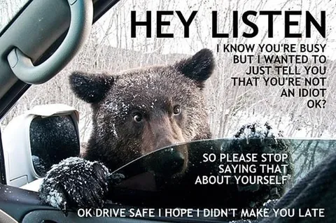 Bear’s Reassuring Drive-By Message