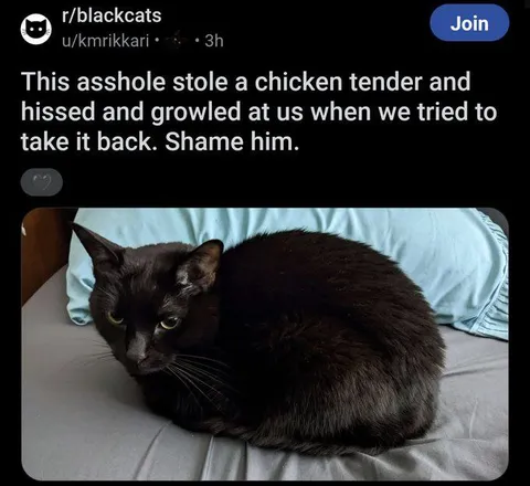 Black Cat Steals Chicken Tender