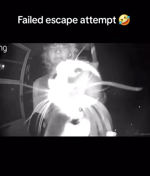 Failed Cat Escape Attempt