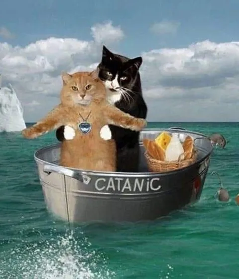 Cats on the Catanic