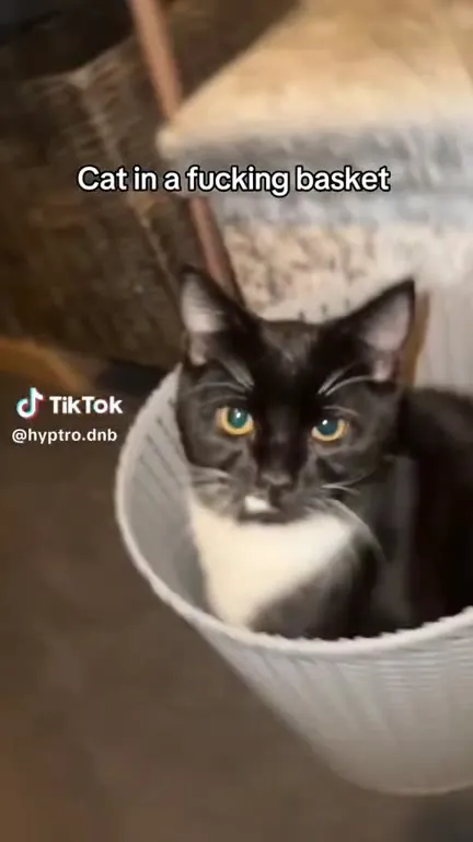 Cat in a Fucking Basket