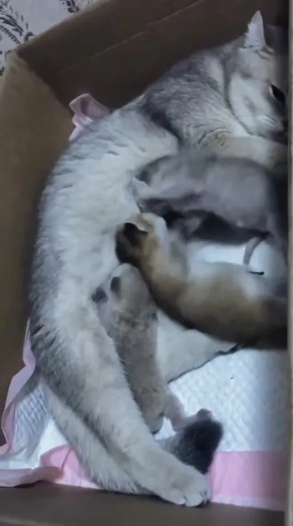 Кошка и котята в коробке